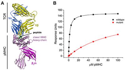 Using Global Analysis to Extend the Accuracy and Precision of Binding Measurements with T cell Receptors and Their Peptide/MHC Ligands